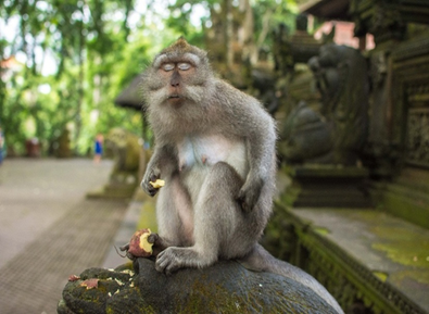 Ubud Sacred Monkey Forest