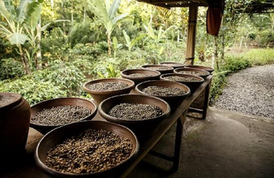 Tegalalang Coffee plantation