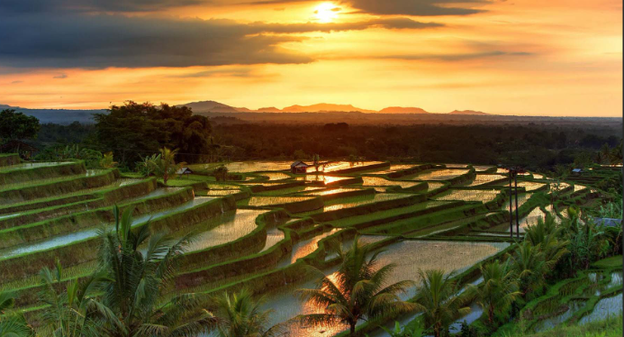 Jatiluwih Rice Terraces