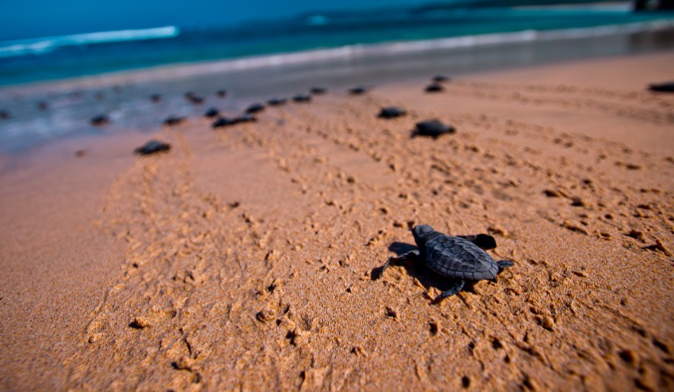 Turtle Island